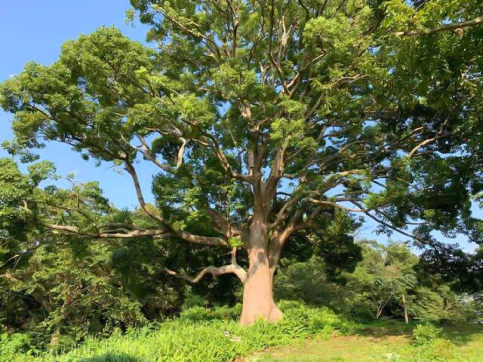 Villa 太陽の家フィール *